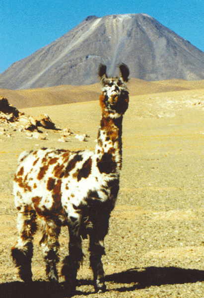 Chilean llama of the Argentine type